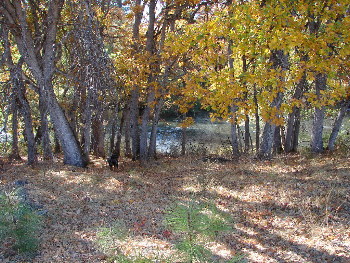 Pit River